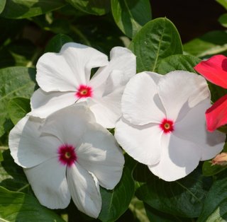 60+ Semi Catharanthus Mix XXL