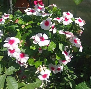 60+ Semi Catharanthus Mix XXL