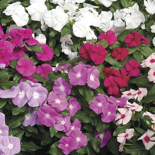 60+ Semi Catharanthus Mix XXL