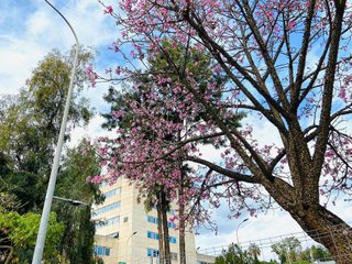 Garaje en venta en Palma - Palmilla en Málaga