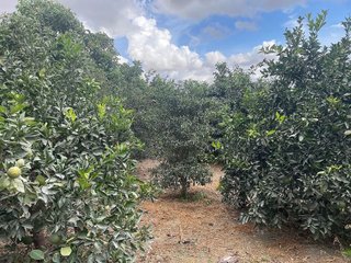 Terreno en venta en Coín