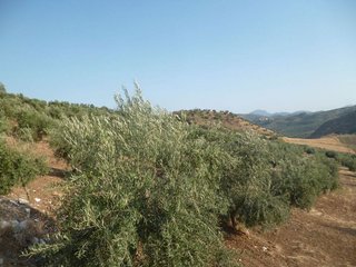 Terreno en venta en Olvera