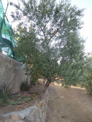 Terreno en venta en Olvera
