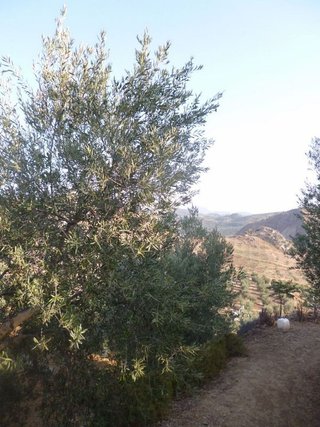 Terreno en venta en Olvera