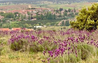 Terreno en venta en Molar (El)