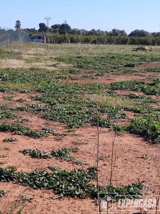 Terreno en venta en Centro Ciudad en Manises
