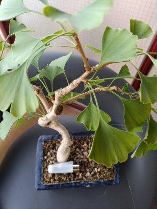 Bonsái Ginkgo Biloba