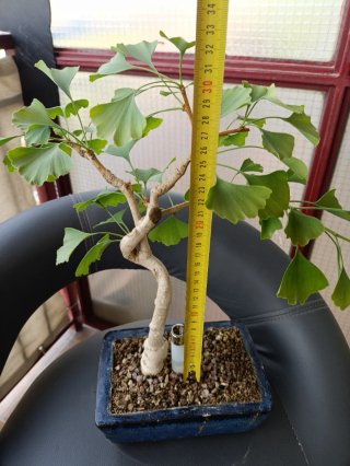 Bonsái Ginkgo Biloba