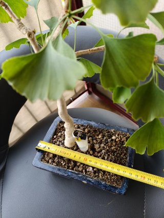 Bonsái Ginkgo Biloba