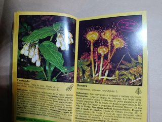 Plantas medicinales