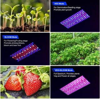 2 Luz LED Cultivo Plantas DragonLight