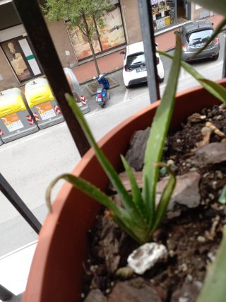 2 Piantine di Aloe Vera