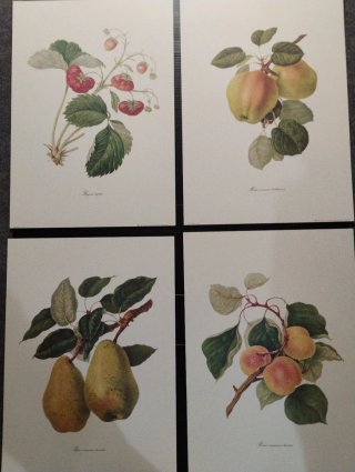 Stampe botaniche frutta vintage (4 pezzi)