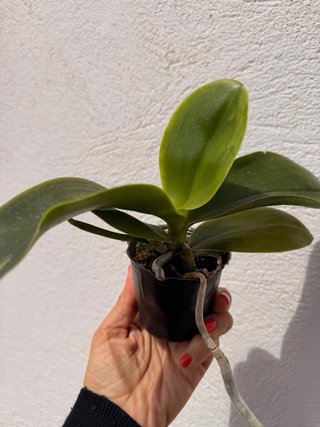 Orquídea Phalaenopsis Sogo Pony