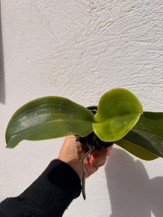 Orquídea Phalaenopsis Sogo Pony