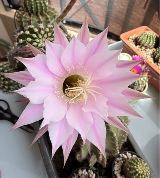 Echinopsis Rosa Pálido
