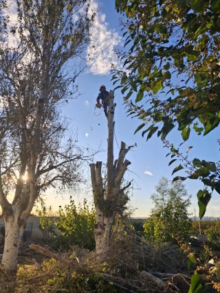 SERVICIO DE PODA Y CORTE DE LOS ARBOLES
