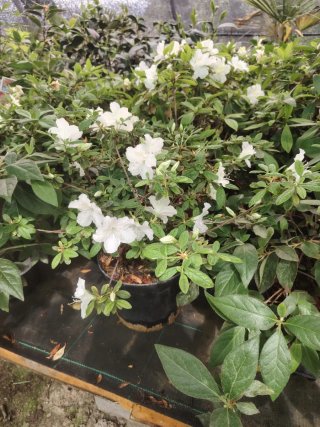 Azalea en maceta para exterior