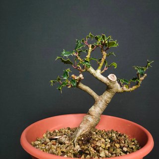 Bonsái Ilex aquifolium #113 - maestro bonsái