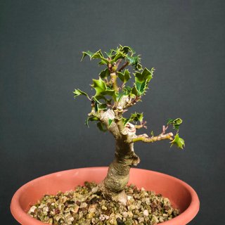 Bonsái Ilex aquifolium #113 - maestro bonsái
