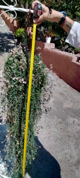 Senecio Delfin Colgante