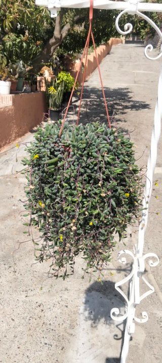 Senecio rubi colgante