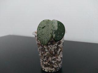 Hoya Mathilde Silver Splash
