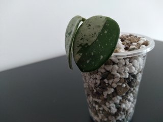 Hoya Mathilde Silver Splash