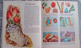 Mundo salvaje de la selva y la estepa africana