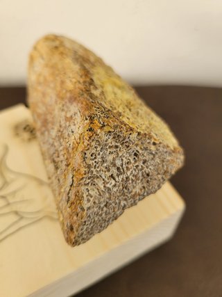 Expositor Dinosaurio S052