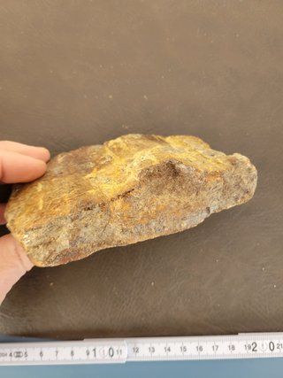 S47 Soporte Dinosaurio Sauropodo
