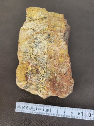 S47 Soporte Dinosaurio Sauropodo