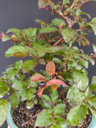 Bonsái Prunus Pissardii