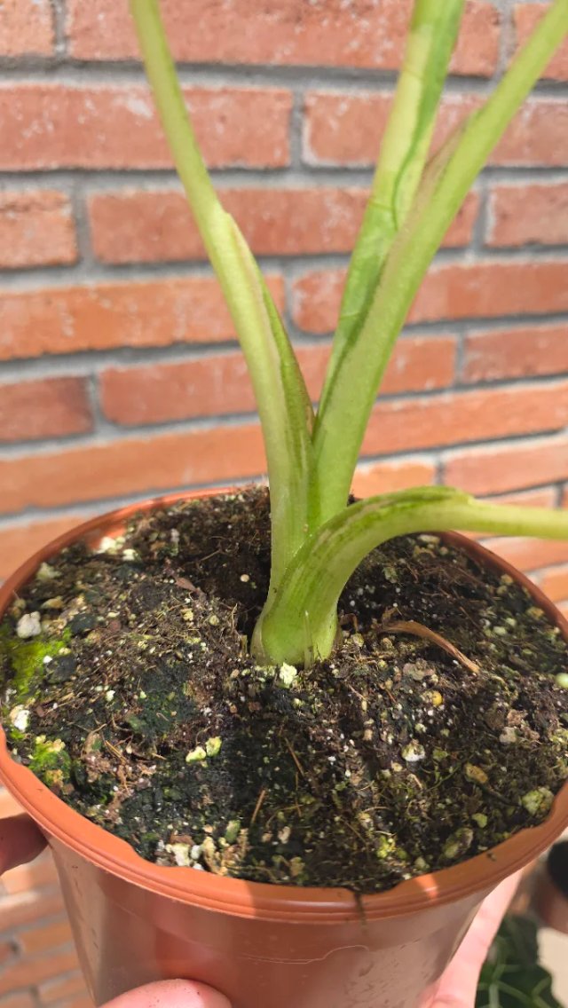 Alocasia Frydek Variegada