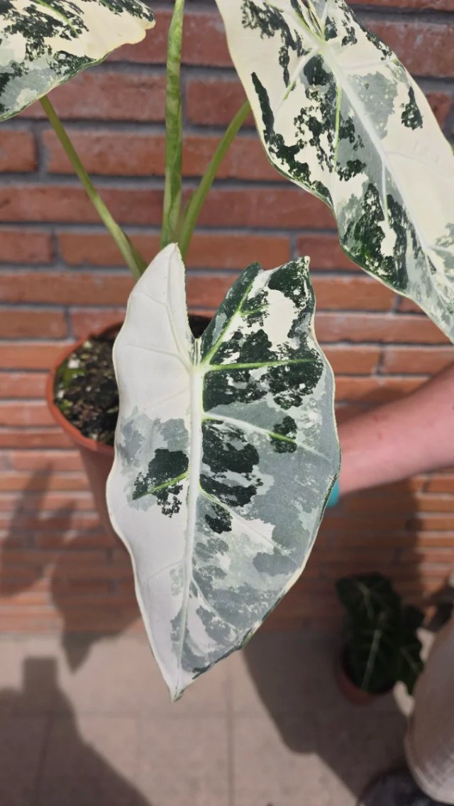 Alocasia Frydek Variegada