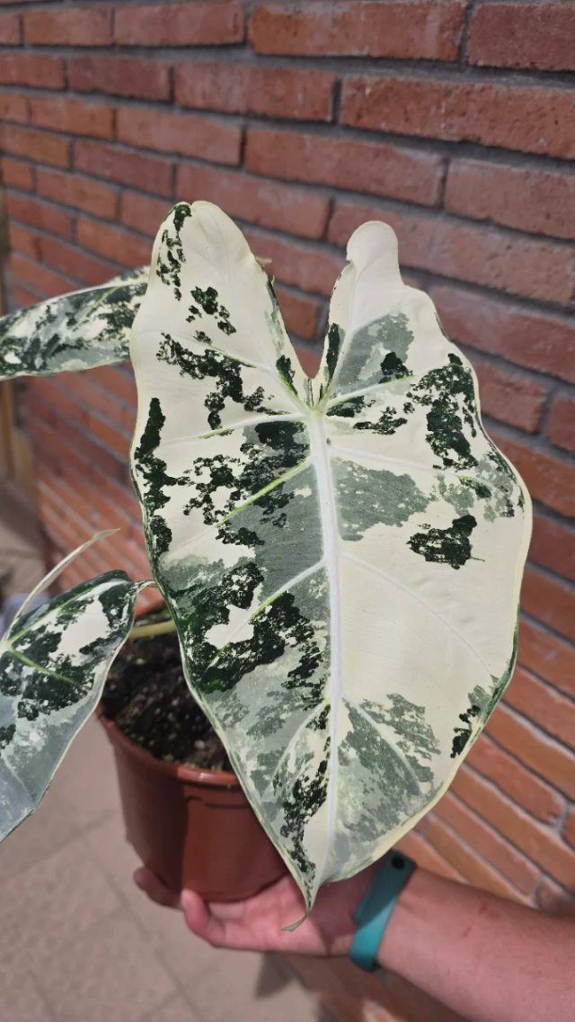 Alocasia Frydek Variegada