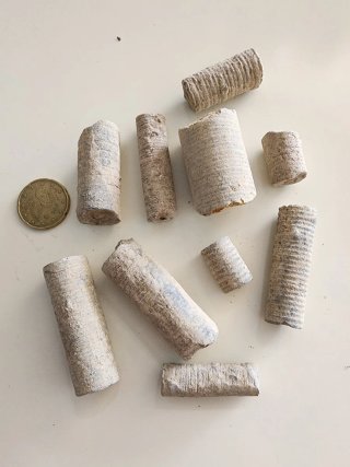 Fossili di crinoidei (code di giglio marino)
