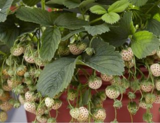 10 Plantas Fresas Blancas