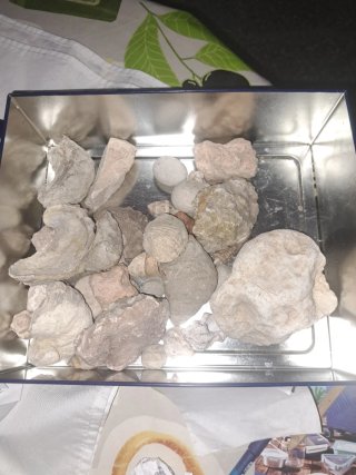 Caja de fósiles y piedras extrañas