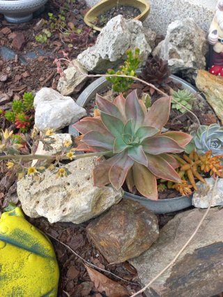 Planta suculenta grande