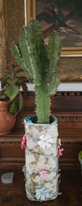 Pianta grassa, Euphorbia Erythraea.