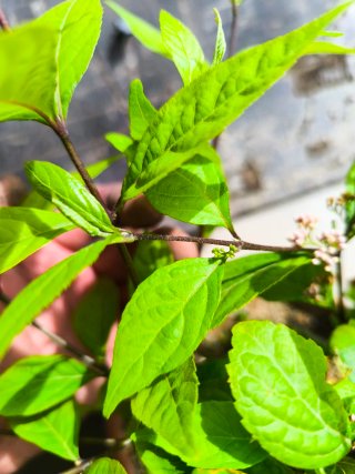 Callicarpa japonica