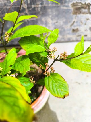 Callicarpa japonica
