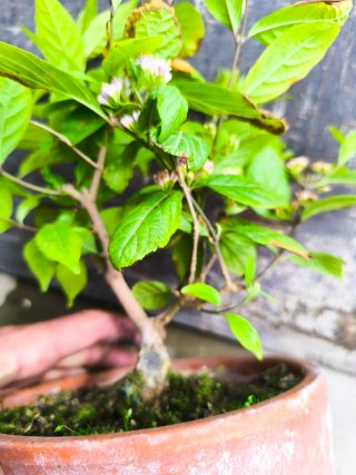 Callicarpa japonica