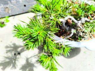 Pino silvestre bonsai