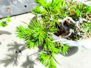 Pino silvestre bonsai