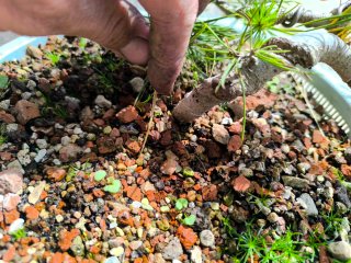 Pino silvestre bonsai