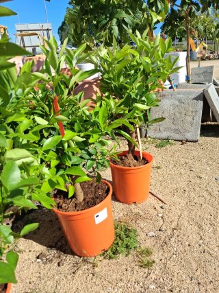 Calamondín 70cm