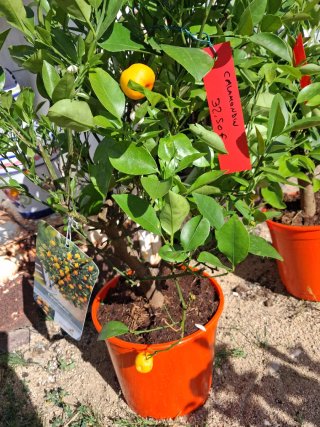 Calamondín 70cm