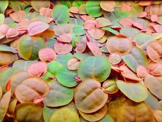 Phyllanthus Fluitans Plantas Acuario Flotantes